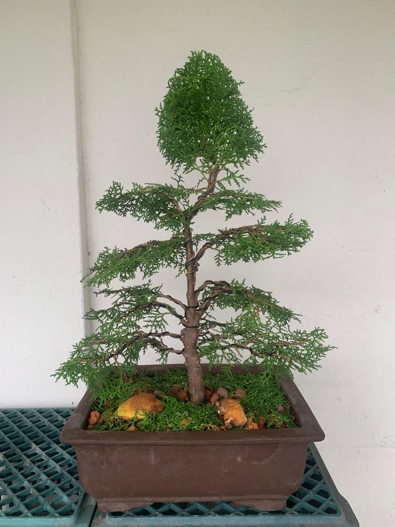 Bonsai Cypress tree, Furniture & Home Living, Gardening, Plants & Seeds