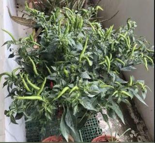 Edible organic dwarf purple chili chilli plant potted