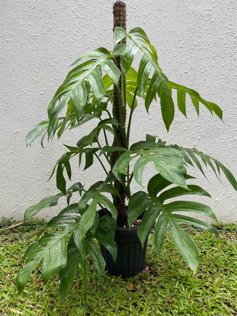 Epipremnum pinnatum yellow - reverted (?) : r/pothos