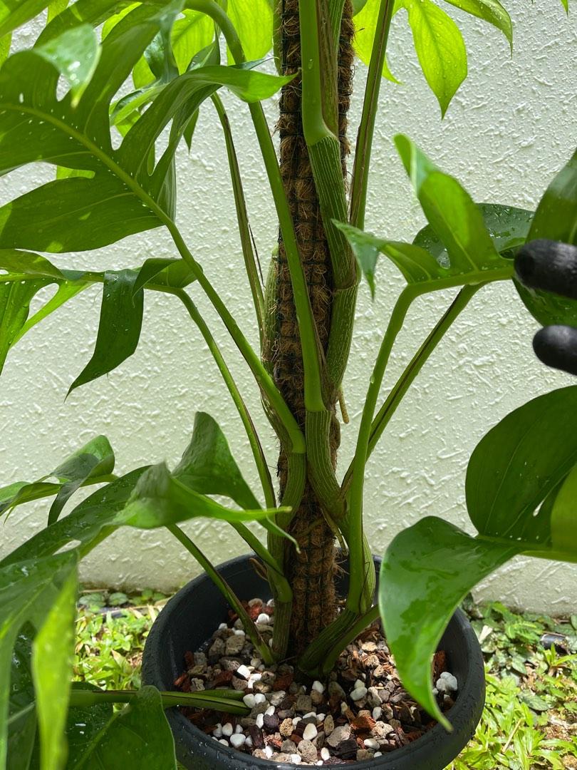 Epipremnum pinnatum aurea-variegata (Reverted)