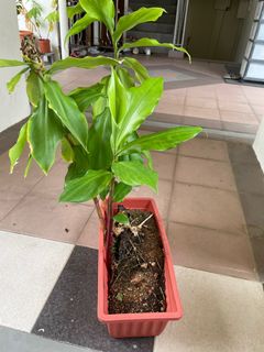 (Category: ) located in . Submitted by sriatsg (Listing ID 1187000829, Image 1). Description: .