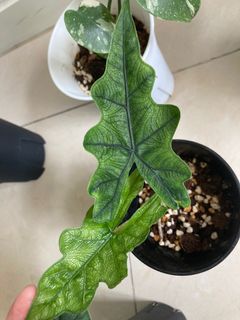 （分類：）位於 。 由 00852jin 提交（商品編號 1186935085，圖片 1）。簡介： 。