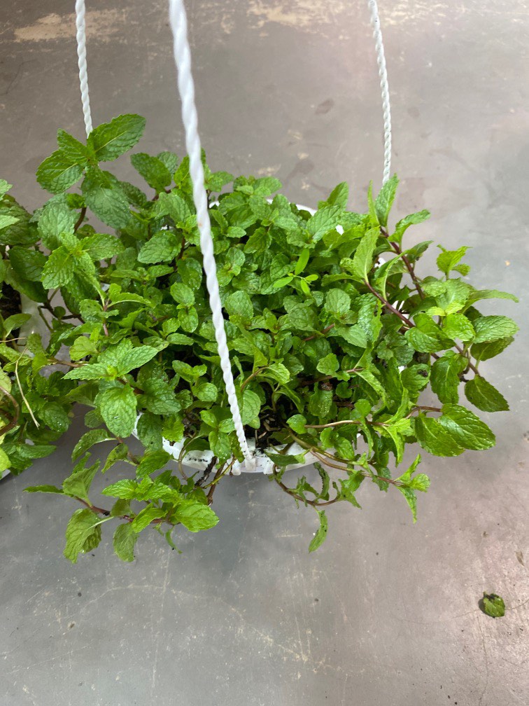 Peppermint (Herbs) plant in 23cm Hanging pot, Furniture &amp; Home Living ...