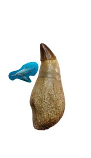 （分類：）位於 。 由 be_fossils_with_you 提交（商品編號 1186980997，圖片 1）。簡介： 。