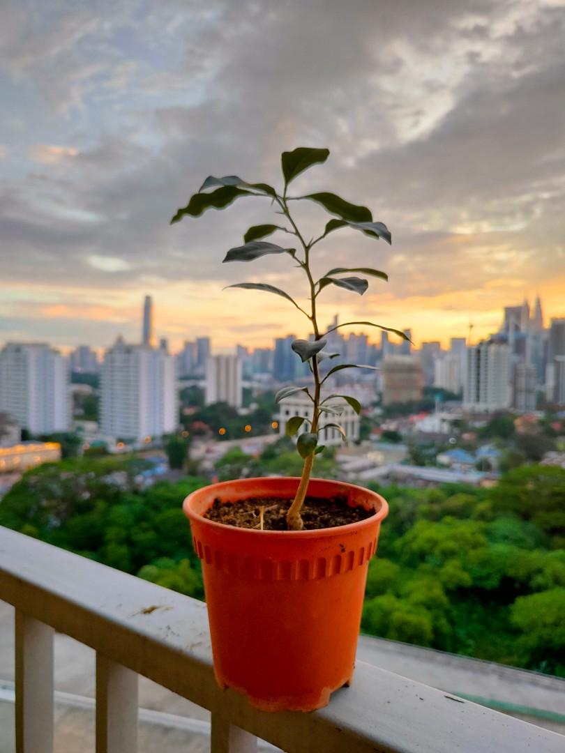 Real live kamquat sweet oranges plant tree in pot tumbuhan kumquat oren