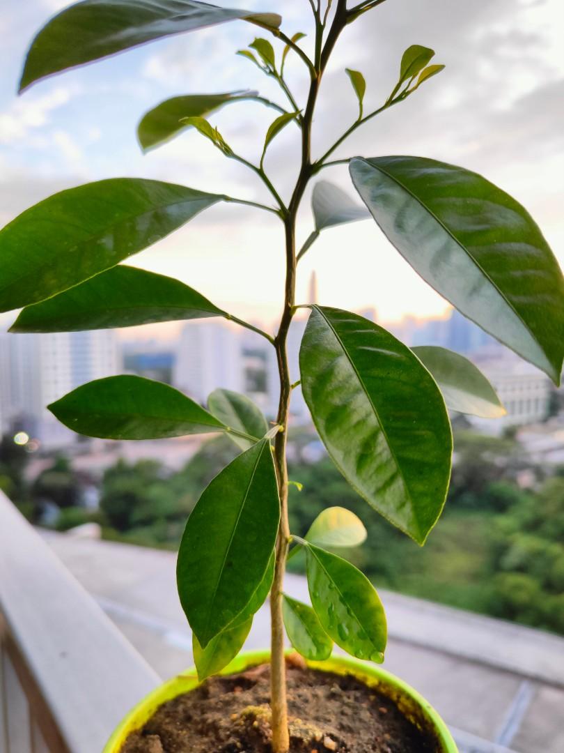 real-live-lime-plant-tree-in-pot-pokok-tanaman-kapur-limu-plant-in-pot