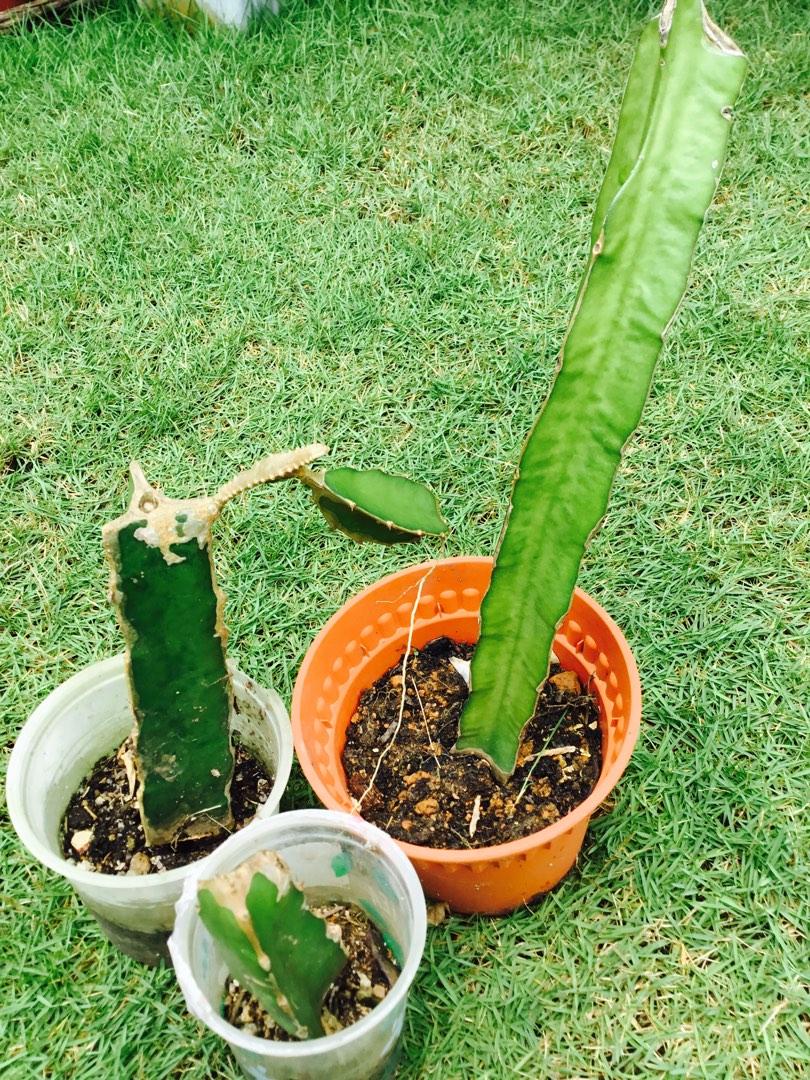 Red Dragon Fruit Plant Homegrown Chemical-Free, Furniture & Home Living ...