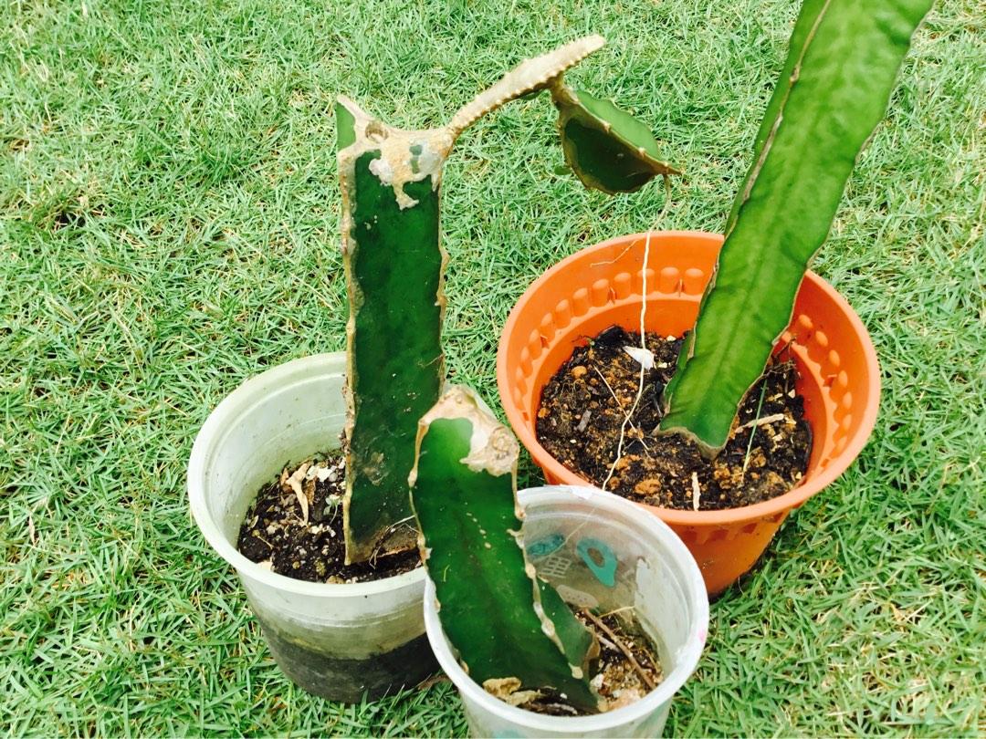 Red Dragon Fruit Plant Homegrown Chemical-Free, Furniture & Home Living ...