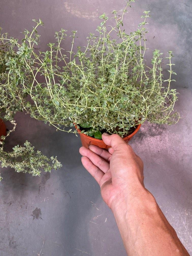 Thyme (Herbs) Plant, Furniture & Home Living, Gardening, Plants & Seeds