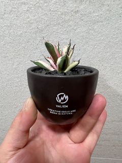 （分類：）位於 。 由 wing.2010 提交（商品編號 1187038360，圖片 1）。簡介： 。