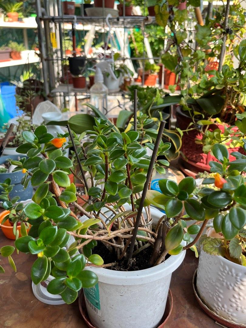 金魚花 傢俬 家居 園藝 植物及種子 Carousell