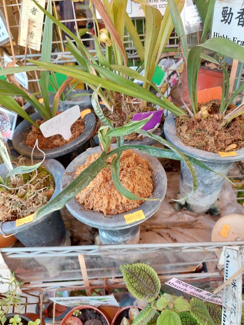 稀有品種水晶龍 四季蘭 國蘭 傢俬 家居 園藝 盆栽 Carousell