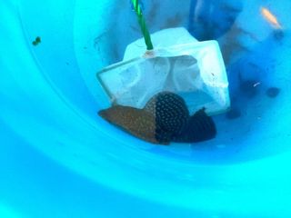 (Category: ) located in . Submitted by khklim (Listing ID 1187125574, Image 1). Description: .