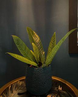 Philodendron Lynette