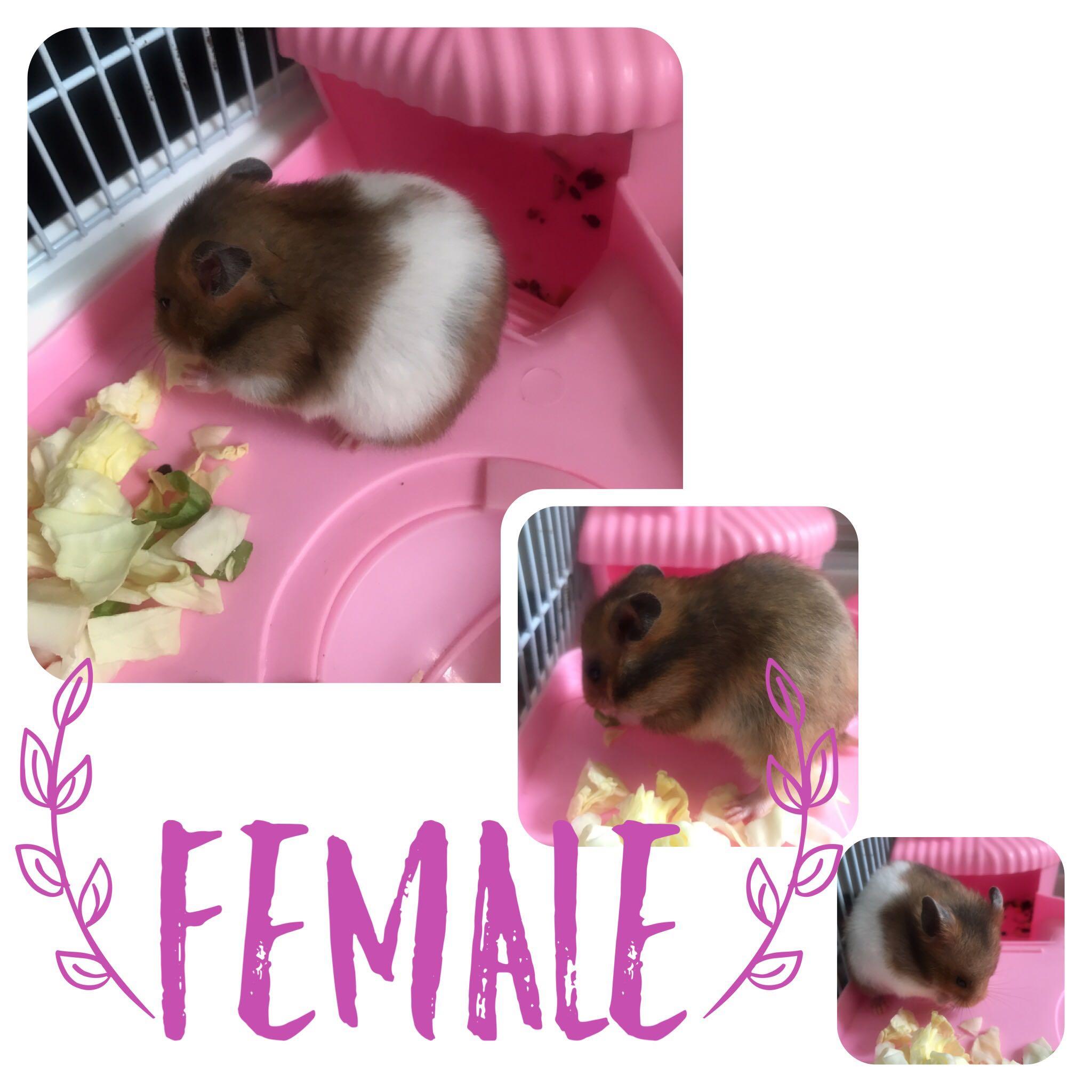 Female hamsters for sales sale