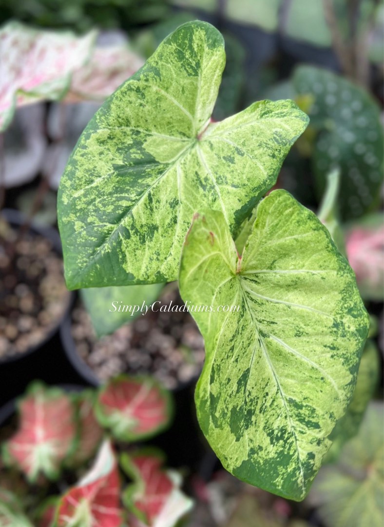 USA caladium bulbs frog in blender, Furniture & Home Living, Gardening