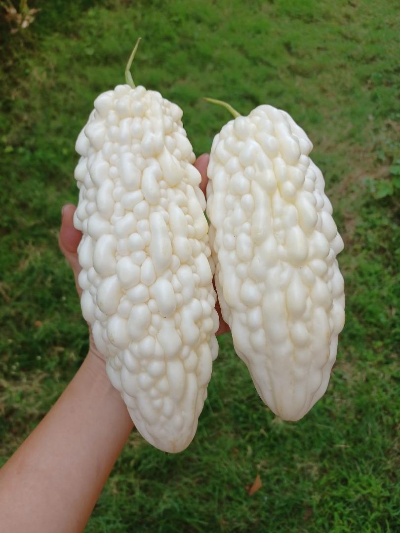 White Bitter Gourd Saplings, Furniture & Home Living, Gardening, Plants