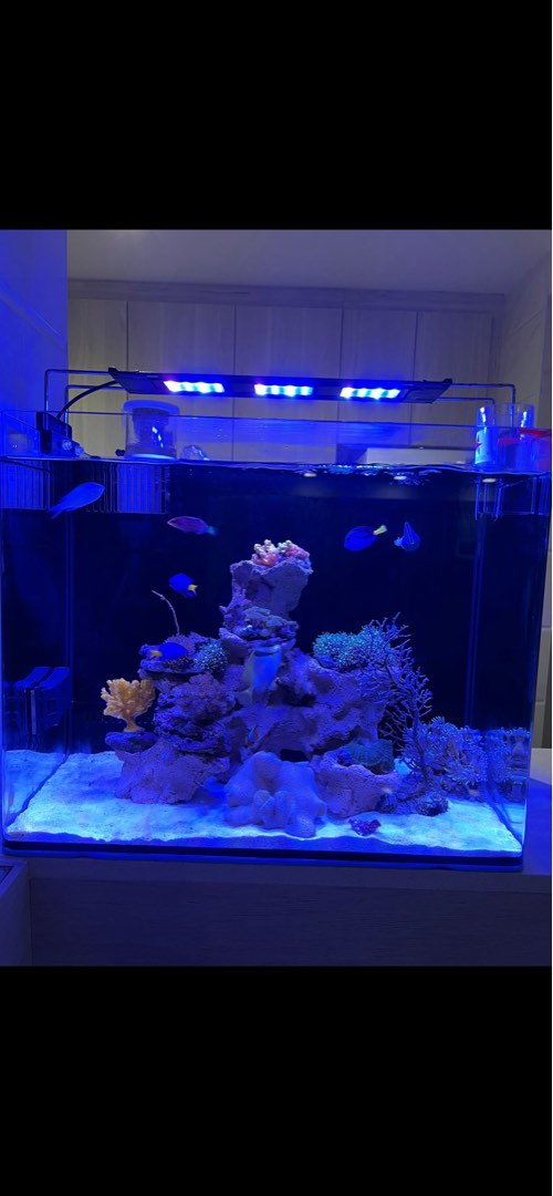 50cm marine fish tank for sale