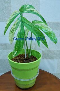 Amydrium Medium Albo Variegata / Variegated with fully mature fenestrated leaves / Rare Aroid Plant