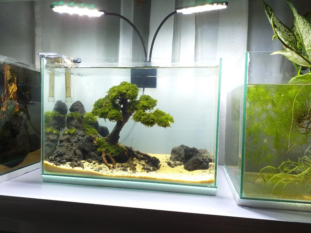 Aquarium fish tank setup bonsai themed aquascape, Pet Supplies, Homes