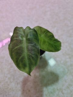 (Category: ) located in . Submitted by dddolphin (Listing ID 1187393667, Image 1). Description: .