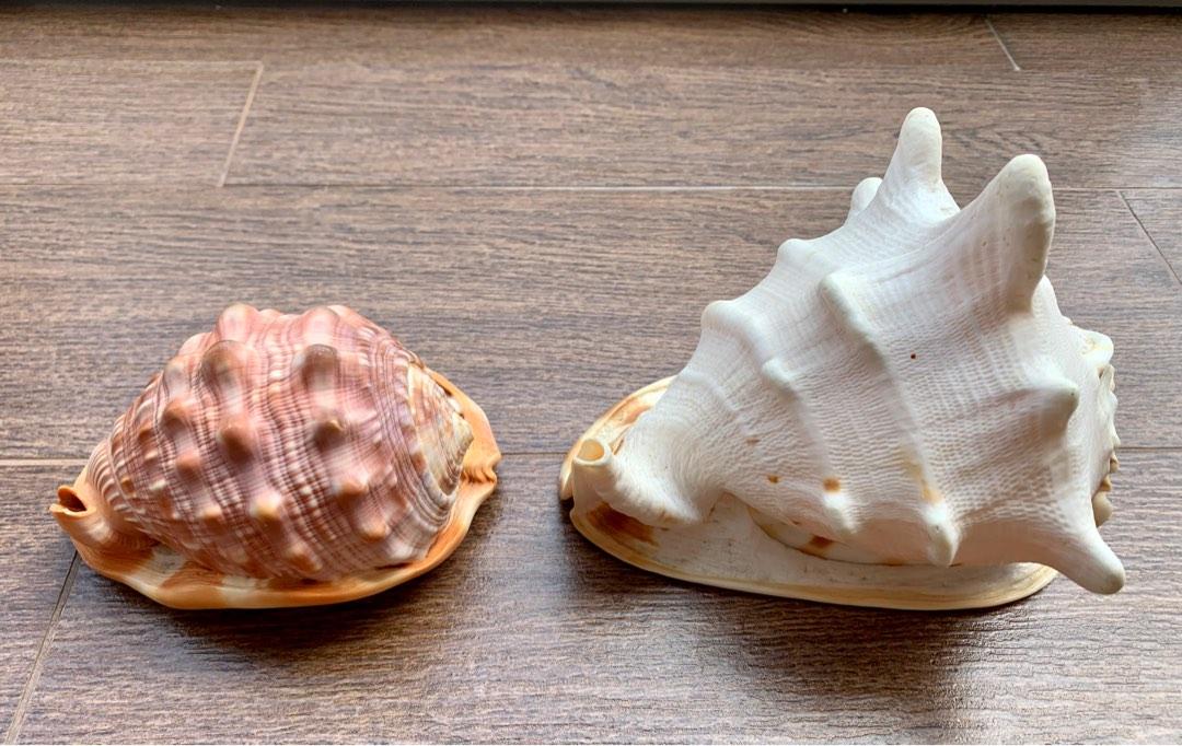 Big seashells, Furniture & Home Living, Home Decor, Other Home Decor on