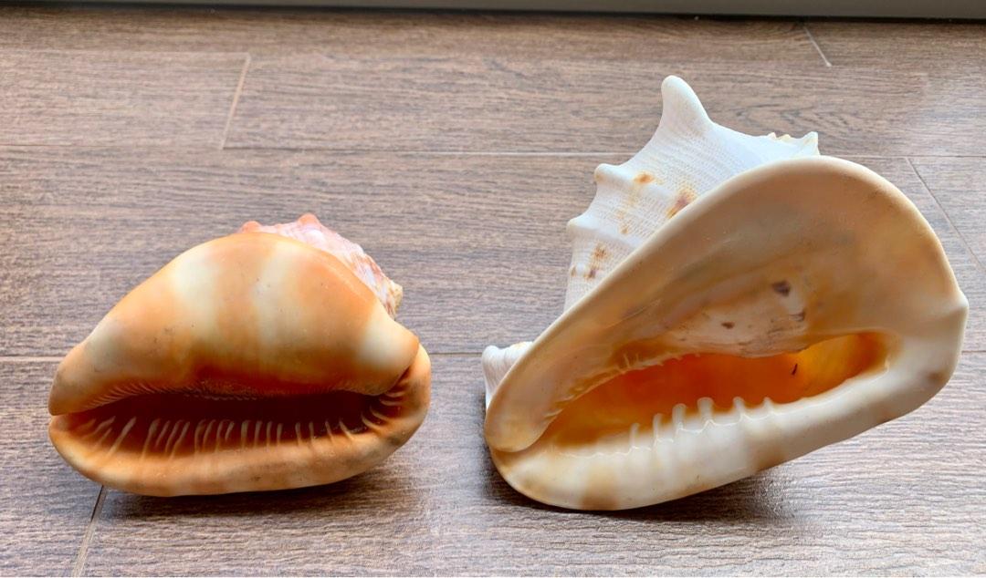 Big seashells, Furniture & Home Living, Home Decor, Other Home Decor on