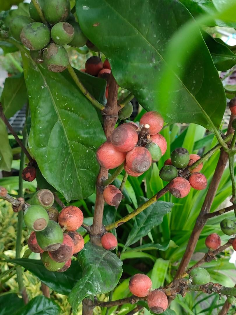 Coffee trees for sale, Furniture & Home Living, Gardening, Plants