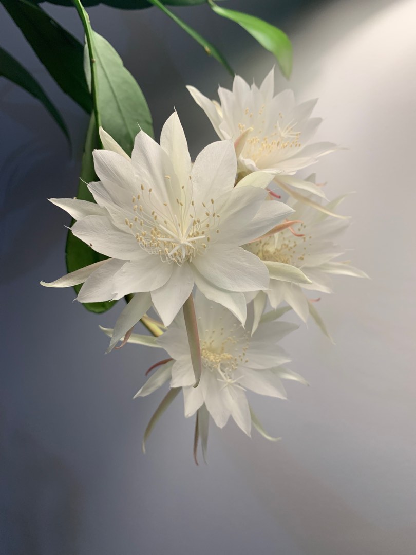 Epiphyllum Oxypetalum or Queen of the Night, Furniture & Home Living,  Gardening, Plants & Seeds on Carousell