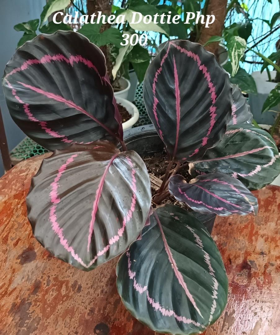 Ornamental planta with price, Furniture & Home Living, Gardening