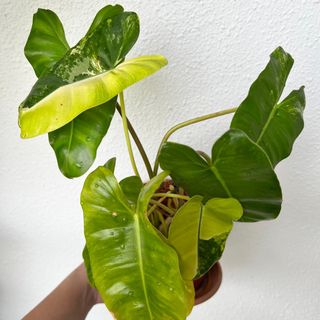 (Category: ) located in . Submitted by plants4you (Listing ID 1187400632, Image 1). Description: .
