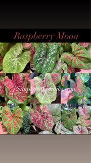 USA caladium bulbs Raspberry Moon