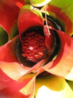 Blushing Bromeliad (neoregelia carolinae)