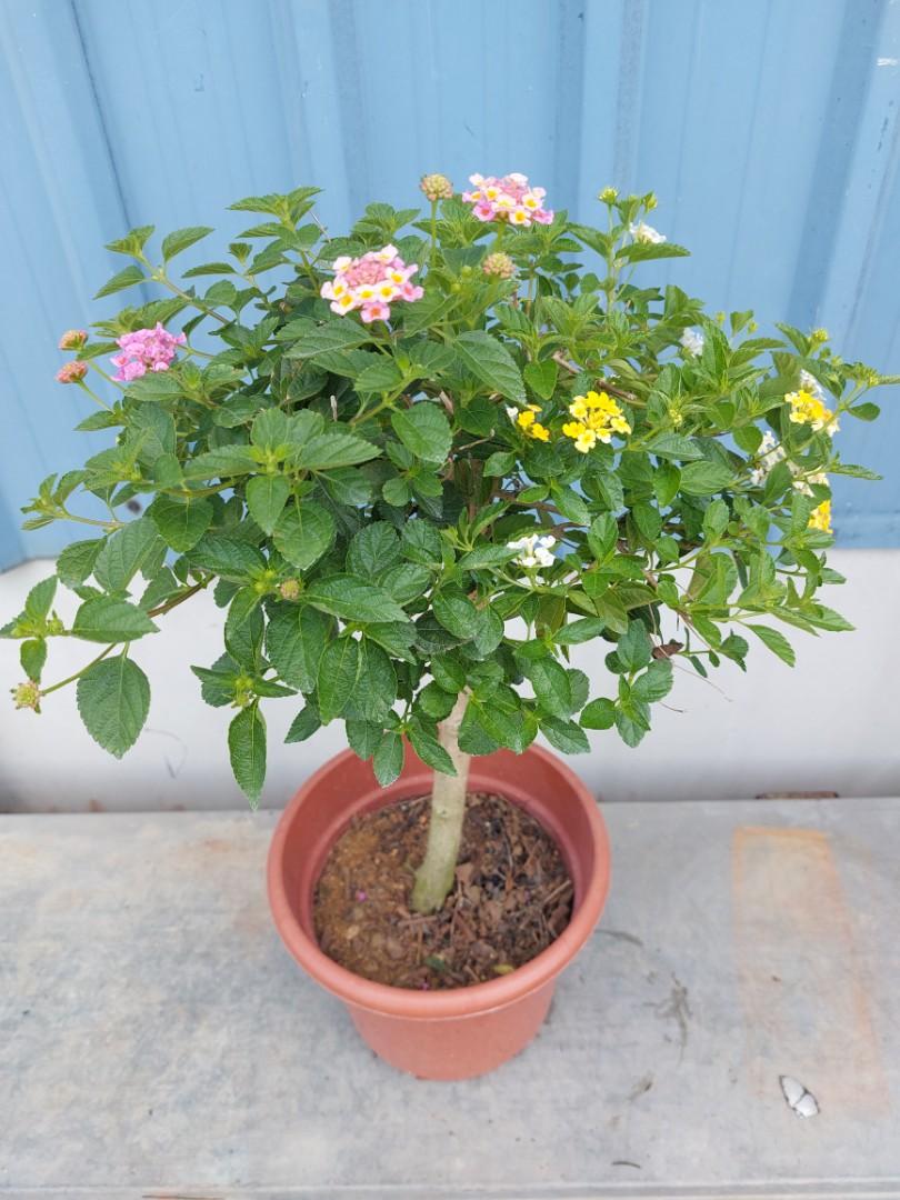Grafted Flowering lantana Bonsai, Furniture & Home Living, Gardening