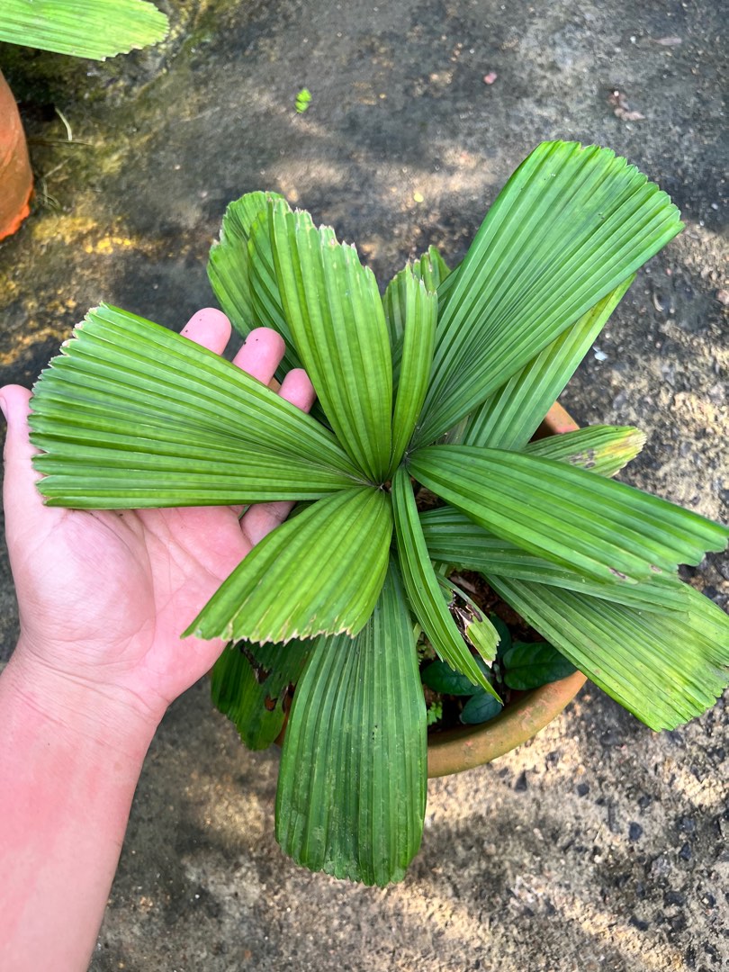 Licuala orbicularis split leaf, Furniture & Home Living, Gardening