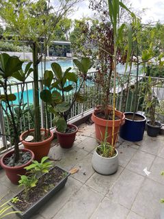 (Category: ) located in . Submitted by nikeshchahal (Listing ID 1187458236, Image 1). Description: .