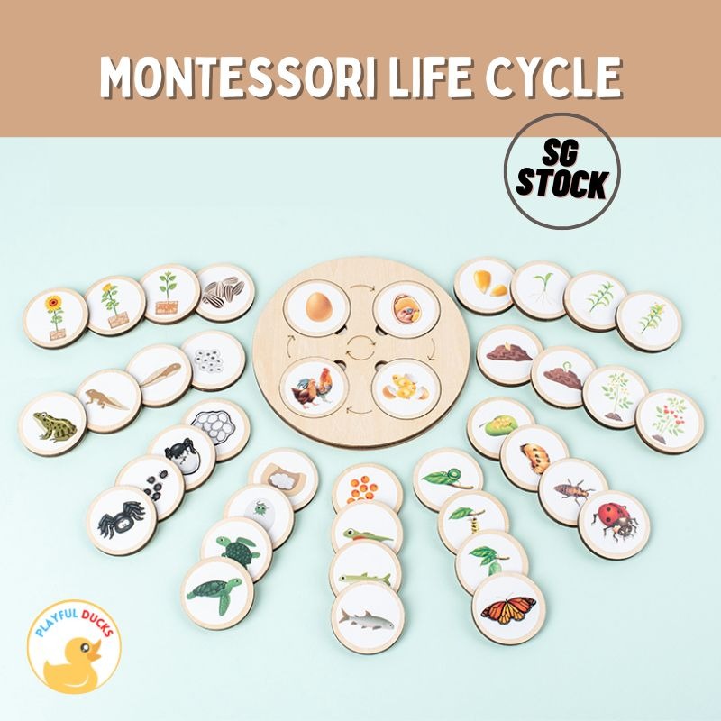 [SG stock] Montessori Life cycle set | Wooden toy set, Hobbies & Toys ...