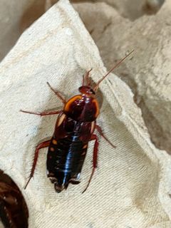 (Category: ) located in . Submitted by jumpingspiders (Listing ID 1187725277, Image 1). Description: .