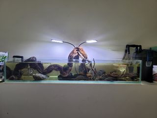 (Category: ) located in . Submitted by nobssale (Listing ID 1187690538, Image 1). Description: .