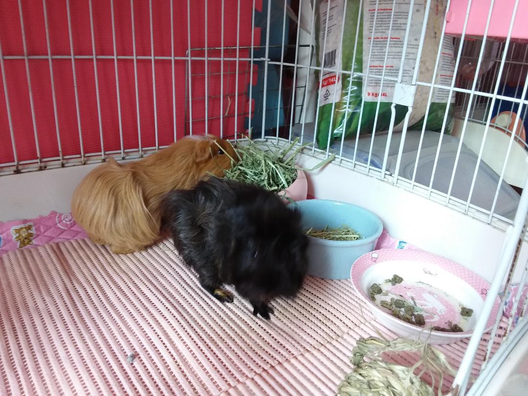 Guinea Pig boarding next to Jelapang LRT station, Pet Supplies, Homes