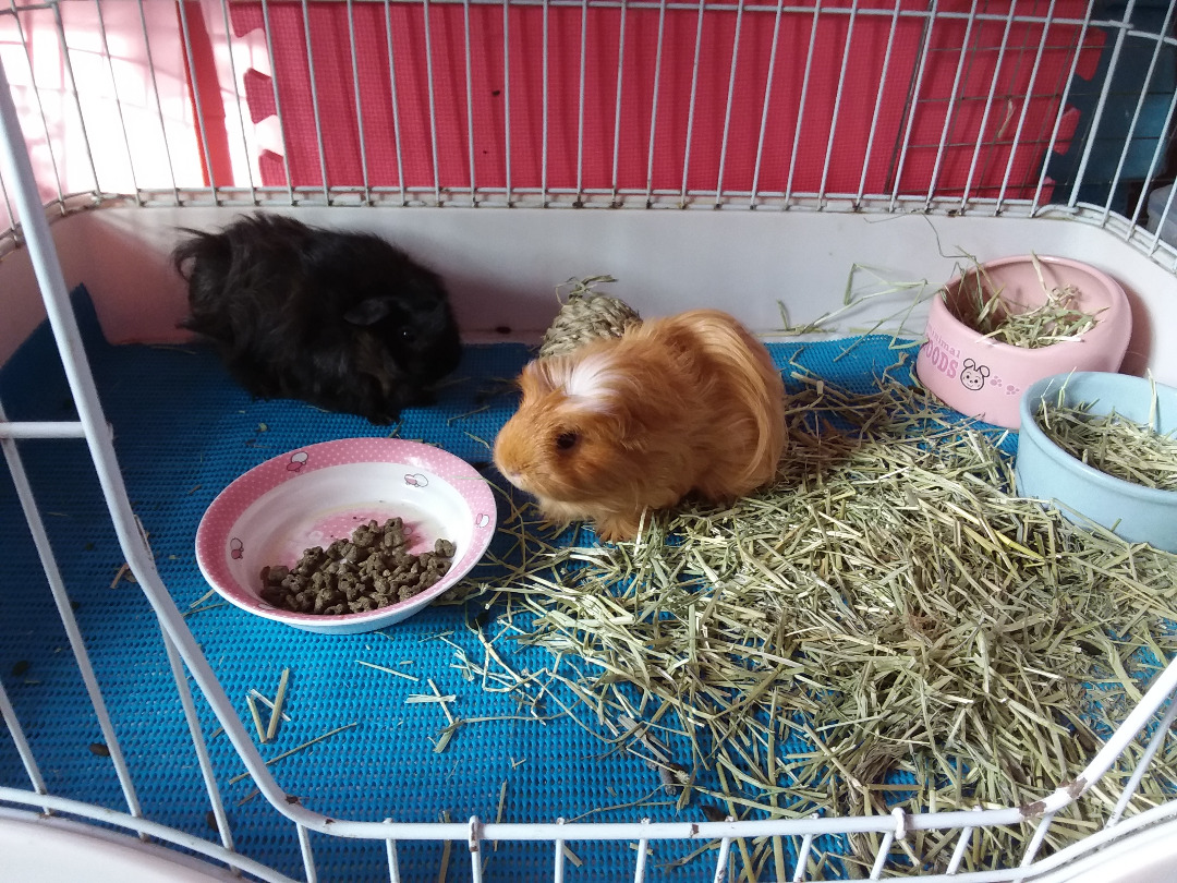 Guinea Pig boarding next to Jelapang LRT station, Pet Supplies, Homes