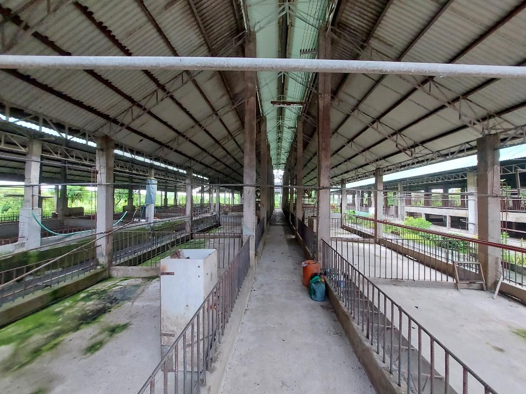 Piggery farm for sale, Property, For Sale, Lot on Carousell