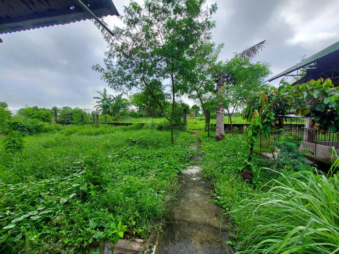 Piggery farm for sale (Category: Lot) located in Quezon City. Submitted by nispat (Listing ID 1187672029, Image 3). Description: 12k+ sq m.,with house and lot 4 bedroom with 3 big cabinet,3 cr,living area n dining area with kitchen area.warehouse with 2 types of feed mixer with motor,generator n water tank with motor. for sale only.