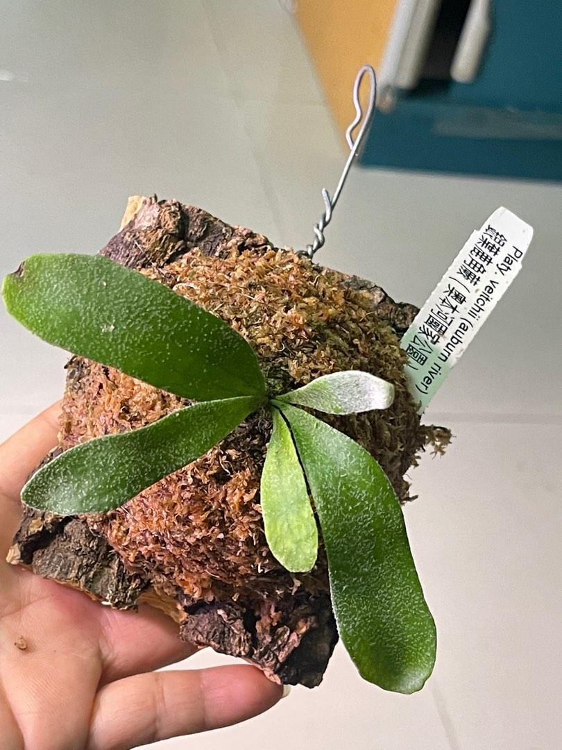 Platycerium veitchii （from Auburn River'）澳銀、奧本河國家公園產 