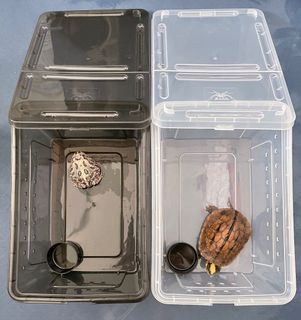 （分類：）位於 。 由 reptile14968 提交（商品編號 1124468090，圖片 1）。簡介： 。