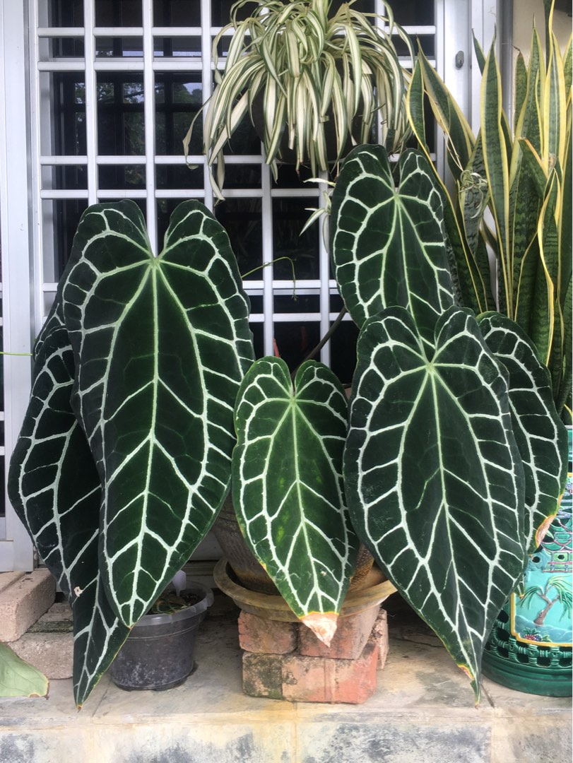 Anthurium Crystallinum Dark Form Narrow XXL size, Furniture & Home Living, Gardening, Plants & Seeds on Carousell