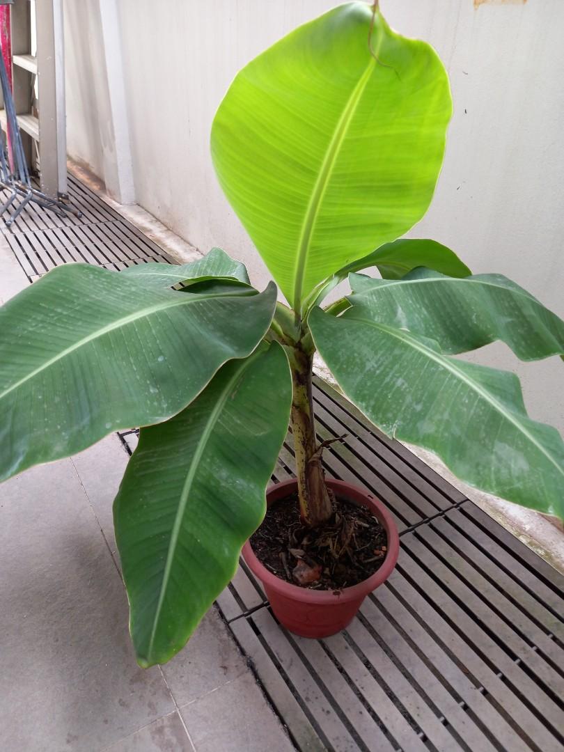 Banana plant, Furniture & Home Living, Gardening, Plants & Seeds on Carousell