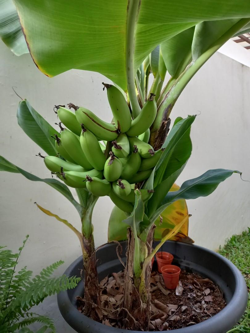Banana plant, Furniture & Home Living, Gardening, Plants & Seeds on