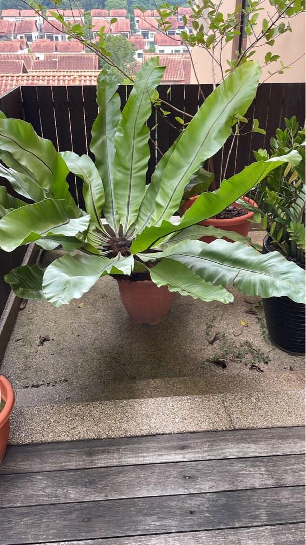 Bird Nest Fern / Pokok Langsuir, Furniture & Home Living, Gardening