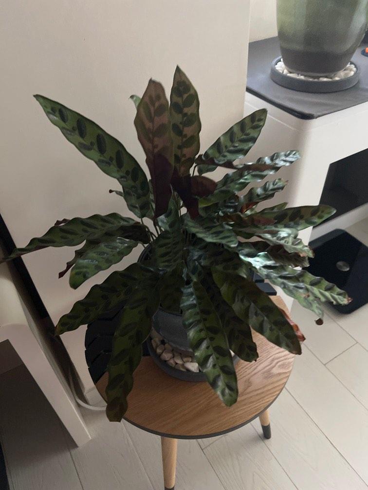 Calathea Rattlesnake, 傢俬＆家居, 園藝, 植物及種子 Carousell